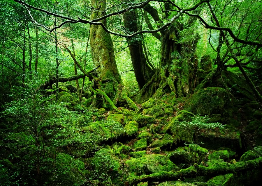 Die schönsten Inseln Japans: Yakushima, Satsunan-Inseln, Nansei-Inselgruppe