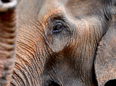 Eine fesselnde Nahaufnahme des schönen und gefühlvollen Auges eines Elefanten.