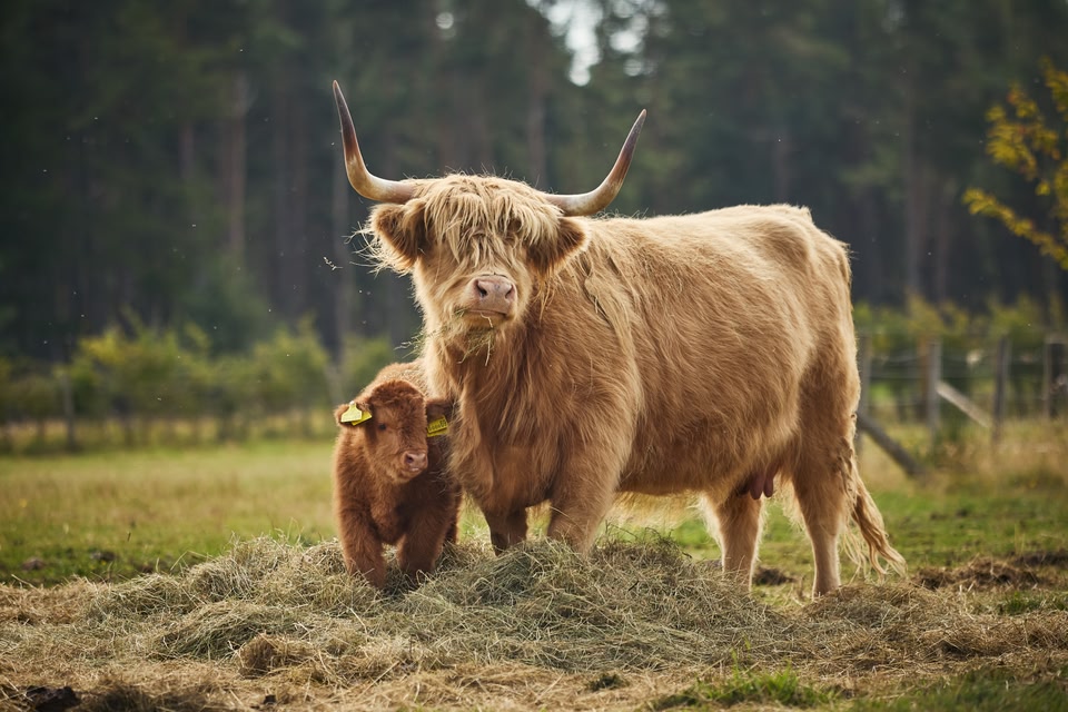 Schottisches Landleben