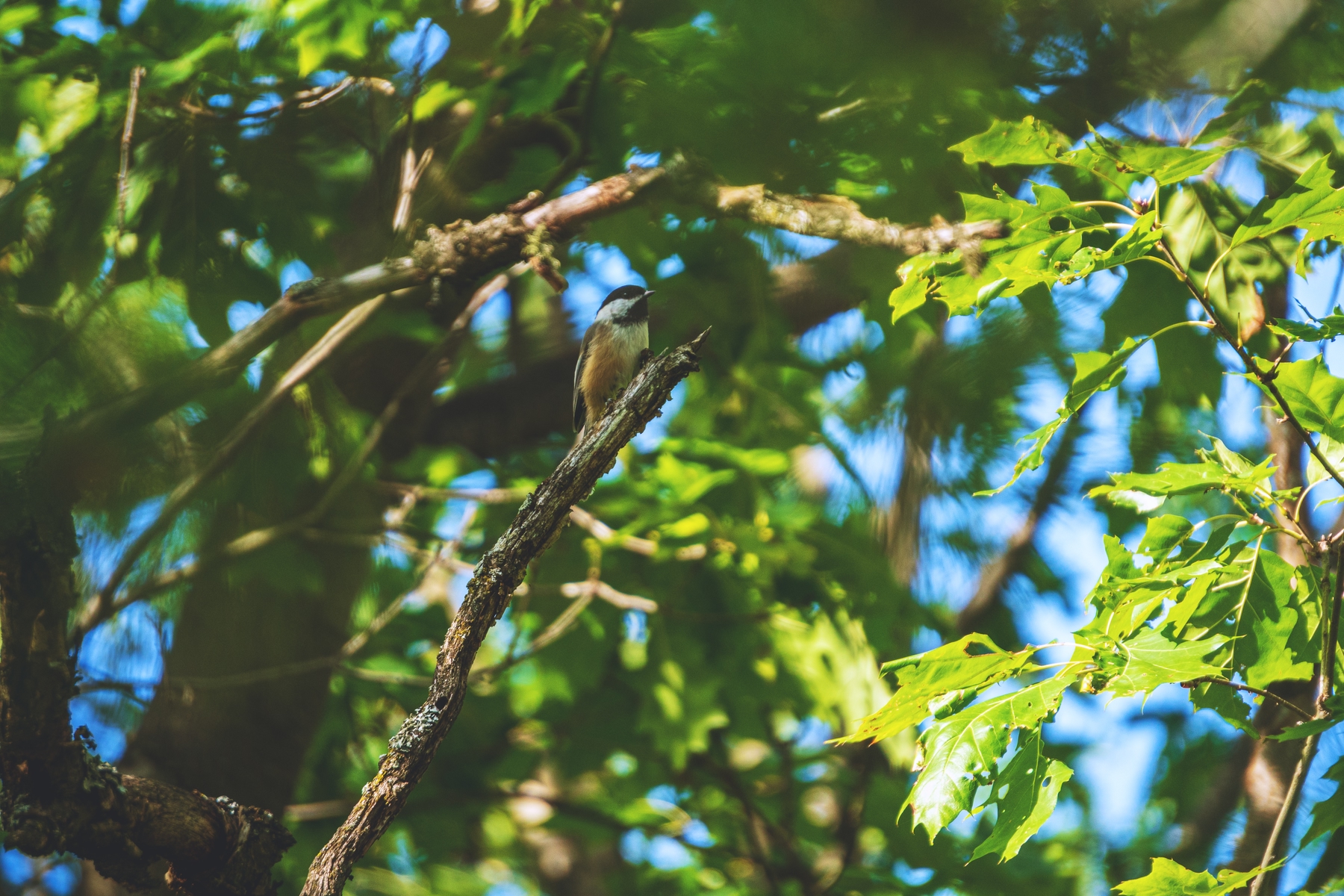 chicadee in a tree in Rigaud, Quebec