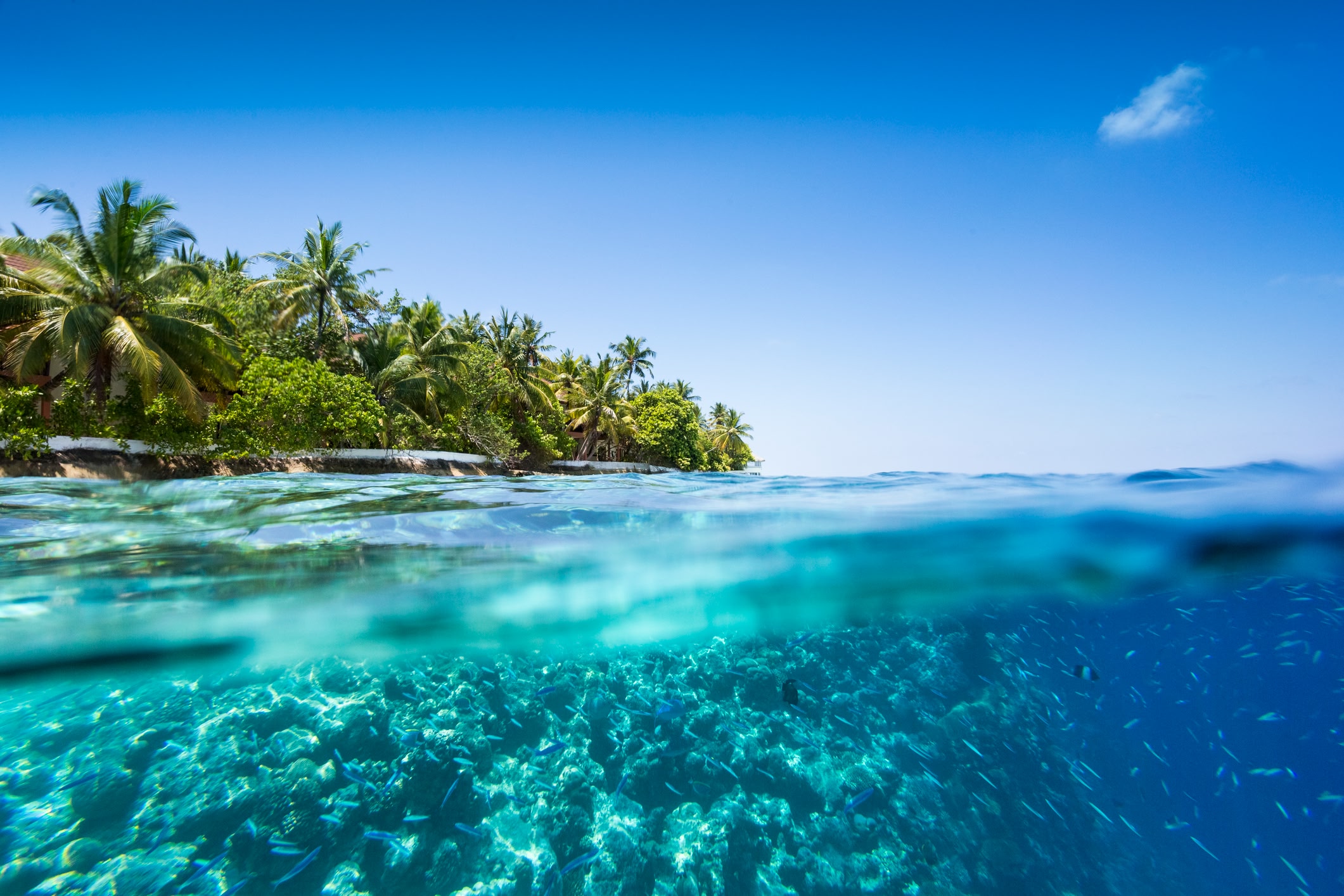 Image taken from the water in a tropical landscape. Palm trees in the background and coral reefs in the water. Blue skies above.