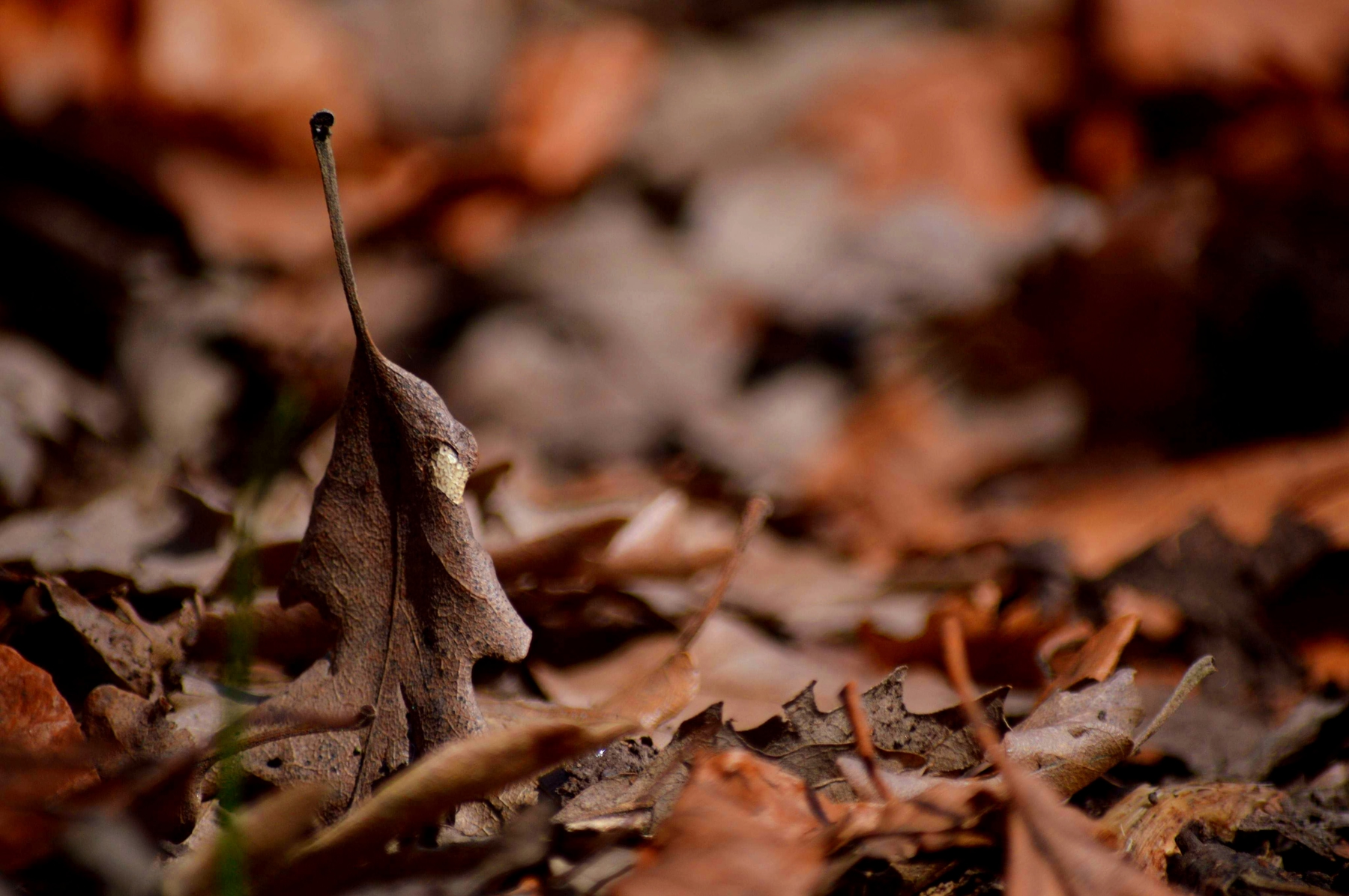 dove vedere il foliage