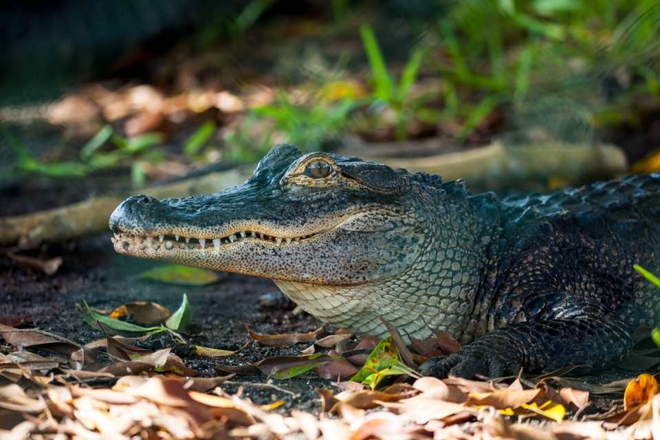 alligator