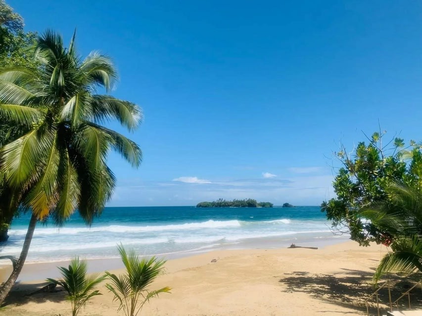 View of a beach with palm trees and waves washing up on shore.