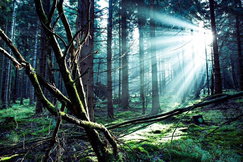 Black Forest, Germany