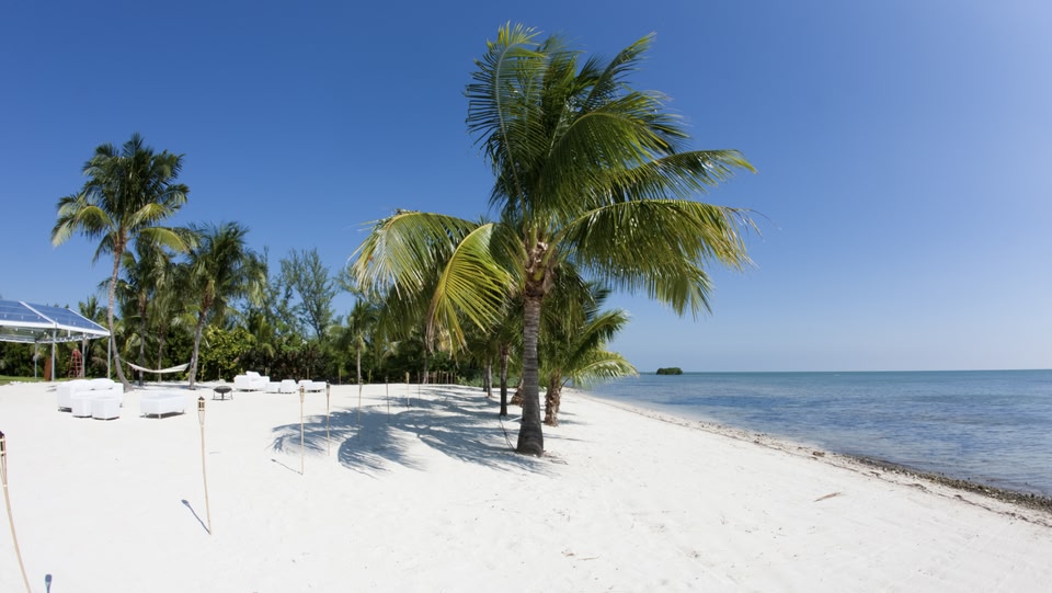 white sandy beach with palm tree blowing in the wind