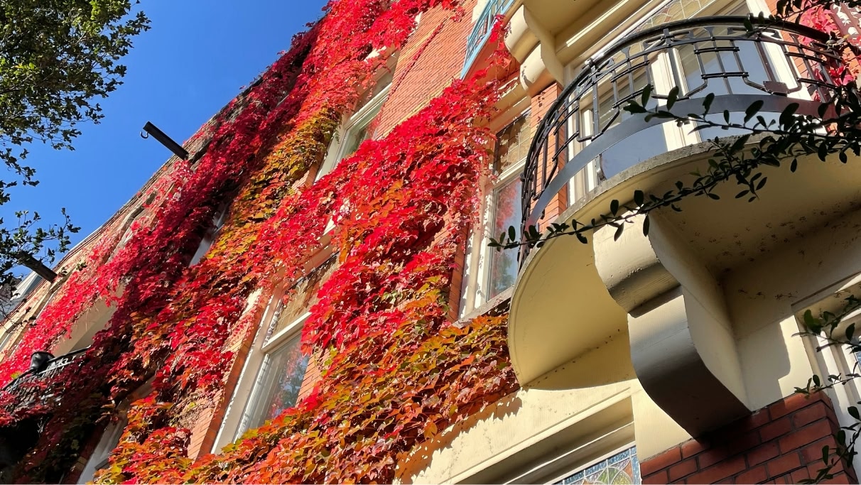 Tall townhouse building in Amsterdam covered with red leaves.with a black iron balcony.