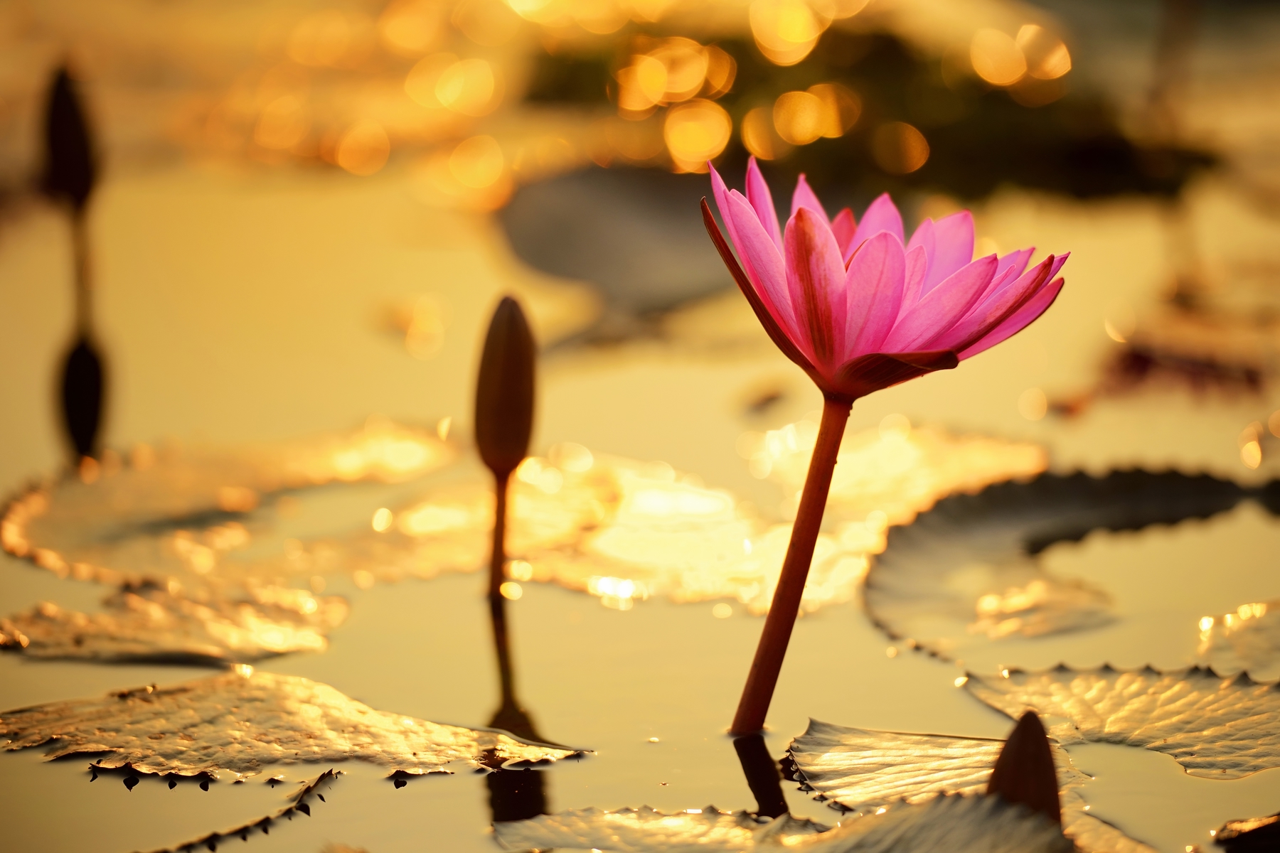 Лотус на воде