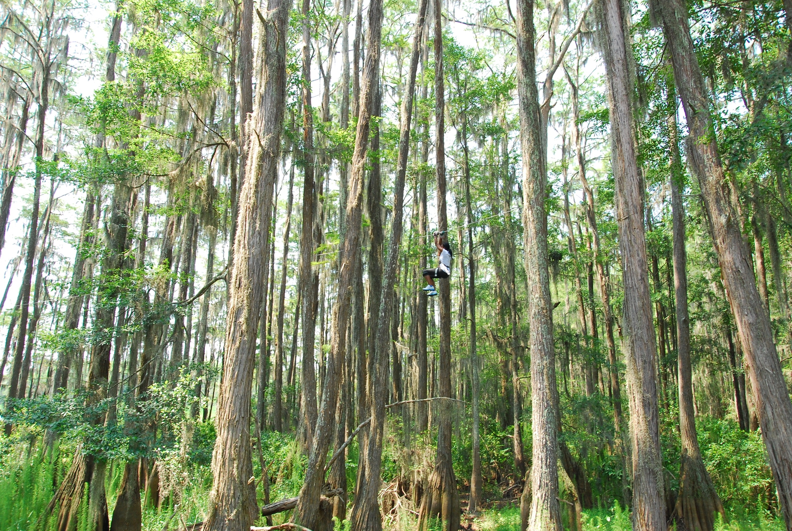 Zipline through the trees in Tallahassee
