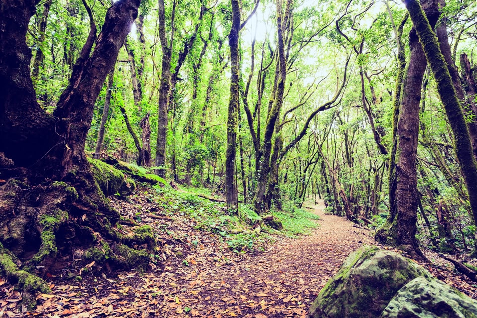 Parque Nacional de GArajonay en La Gomera Canarias
