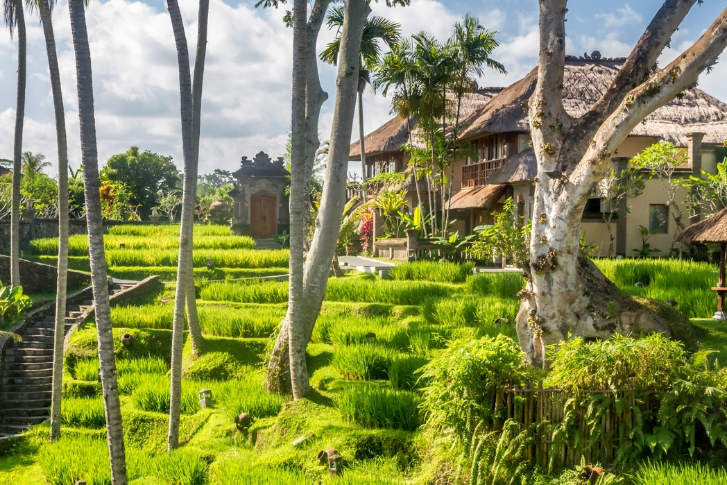 Lush greens in Ubud, Bali