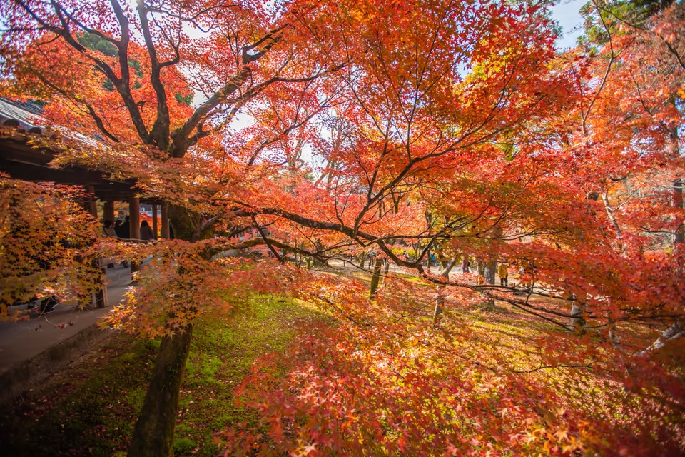 This is the scenery of Tofukuji Temple in Kyoto in autumn.