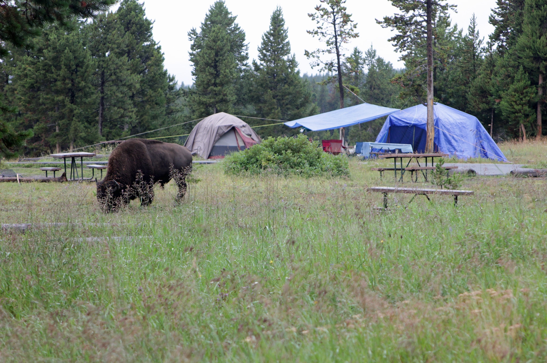 Campsites with a roaming bison, proper Yellowstone Lodging