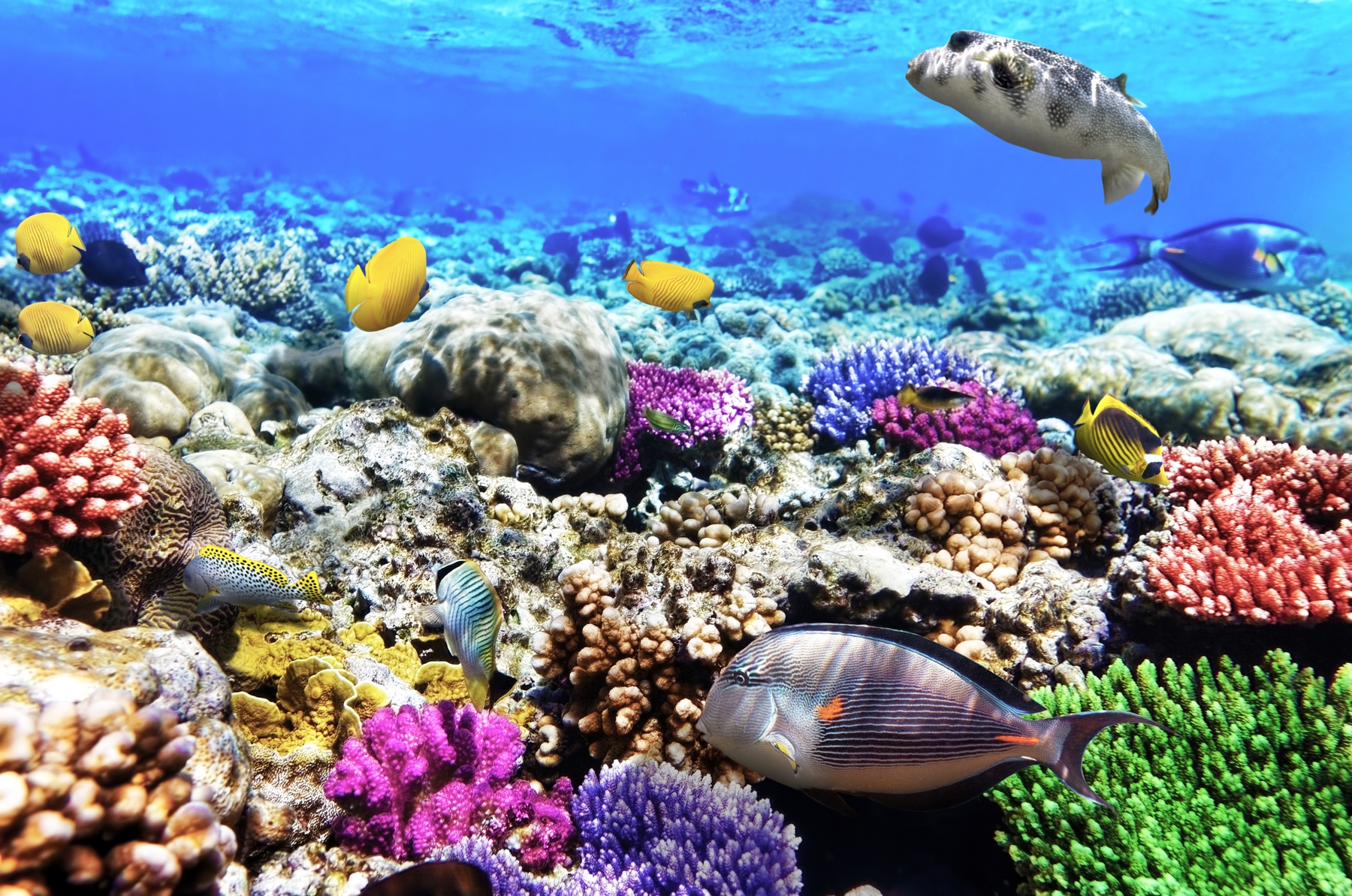 帛琉是無數人夢寐以求的度假旅行勝地