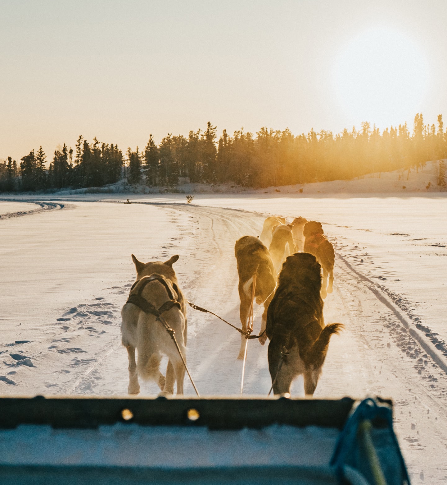 Dogs pull a sled through the snow at sunset in Yellowknife, Canada.