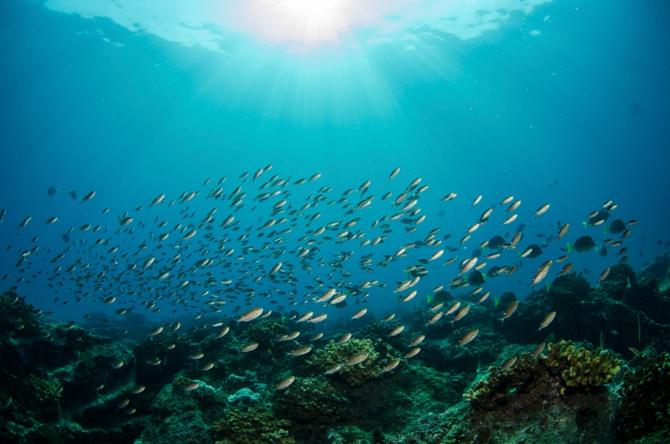 Scuba diving