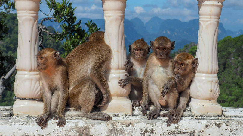 Eine bezaubernde Aufnahme einer Gruppe kleiner Affen, die auf einer Wand zwischen eleganten weißen Säulen sitzen.