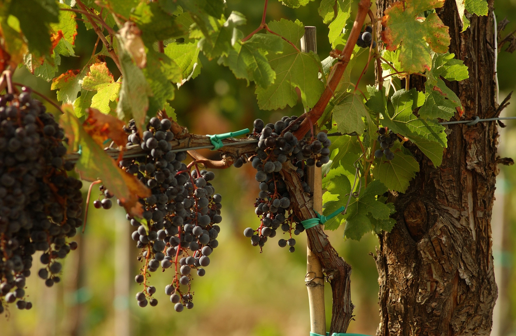 The SonoitaElgin wine region offers a new taste of AZ Skyscanner US