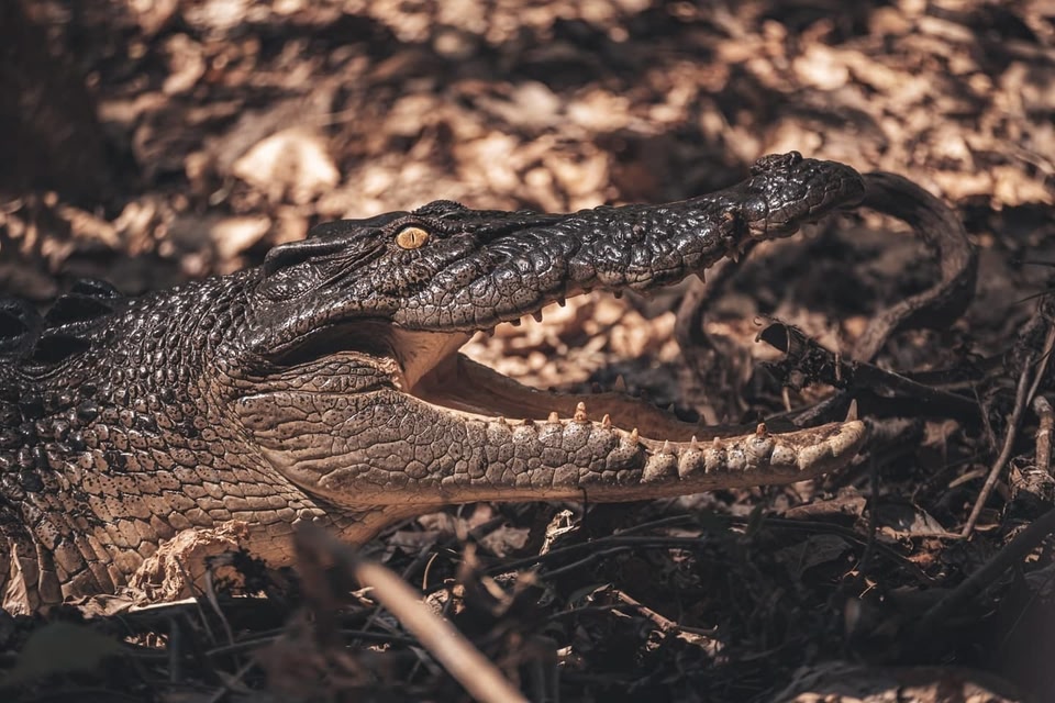 Salzwasserkrokodil in Darwin, Northern Territory
