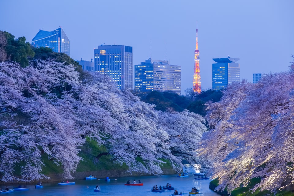 Cherry blossoms over a river in Tokyo