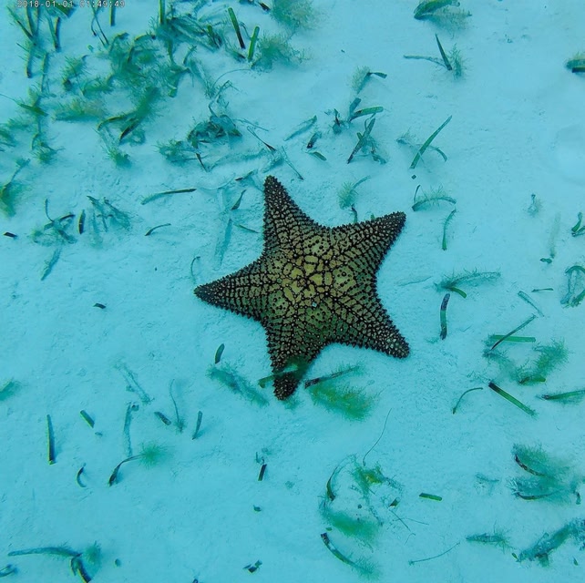 starfish in the sea in Cozumel
