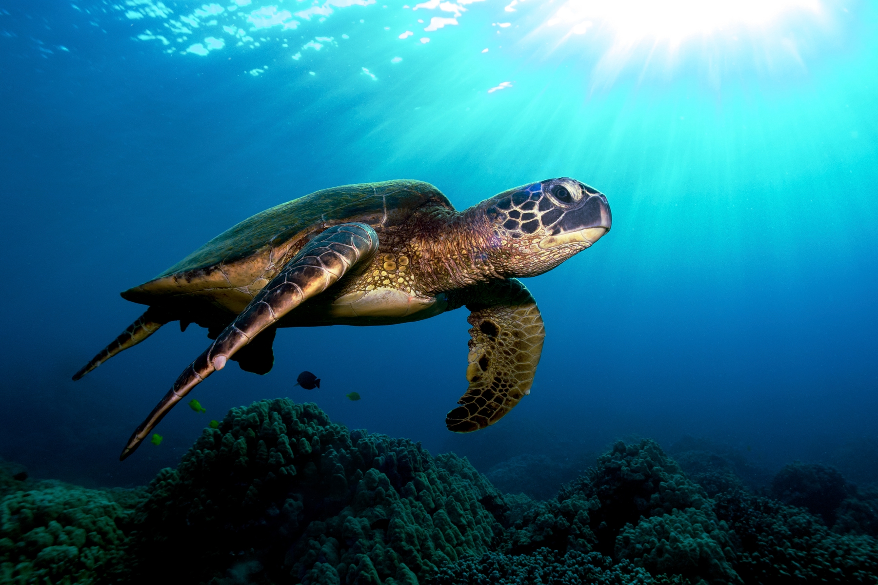 Sea turtle at Great Barrier Reef