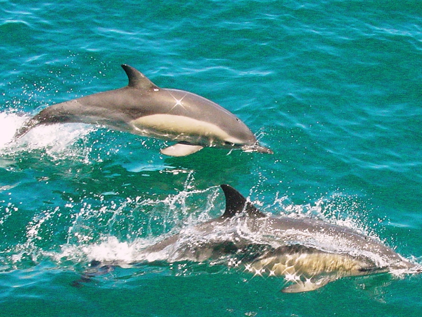 ou nager avec les dauphins a Miami