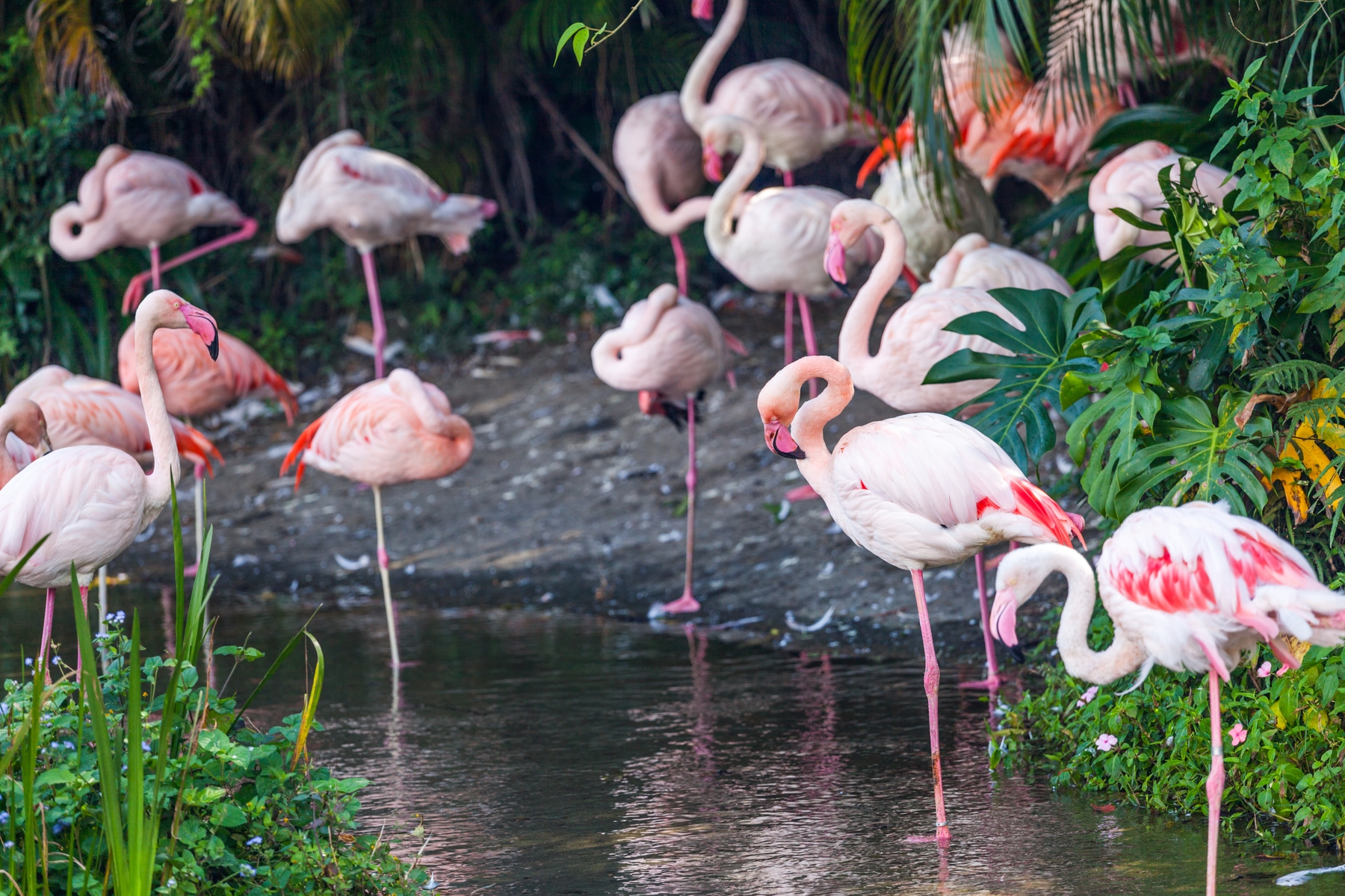 Onbekende plekken in Nederland Zwillbrocker Venn Flamingo