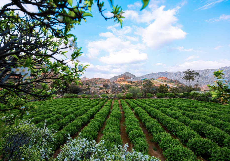 Orchards in Makkah
