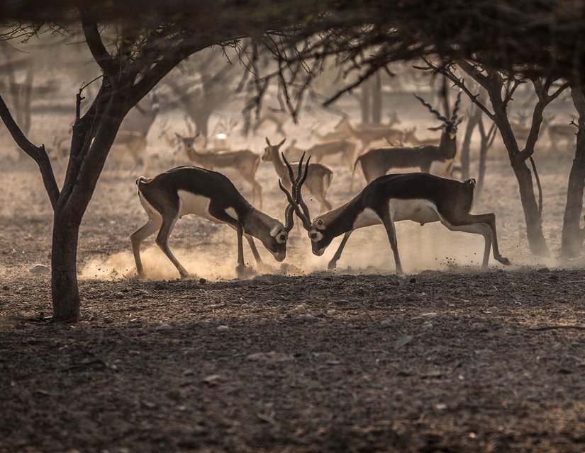 Arabian Wildlife Park, Abu Dhabi