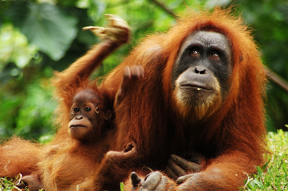 Bali natuur