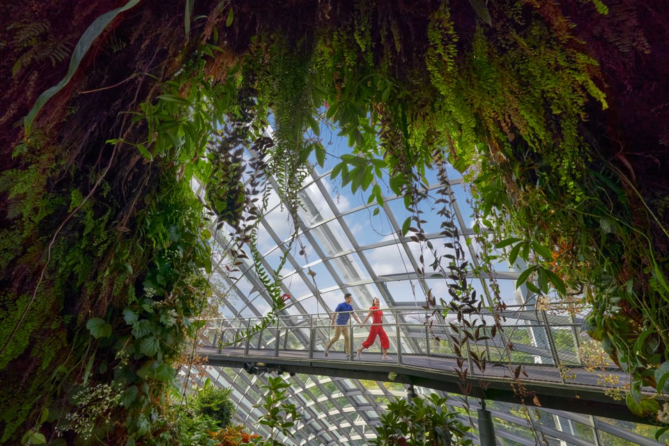 Cloud Forest, Singapore