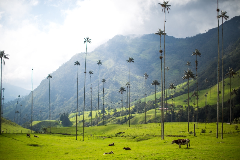 höga vaxpalmer i dalen valle de cocora i Colombia
