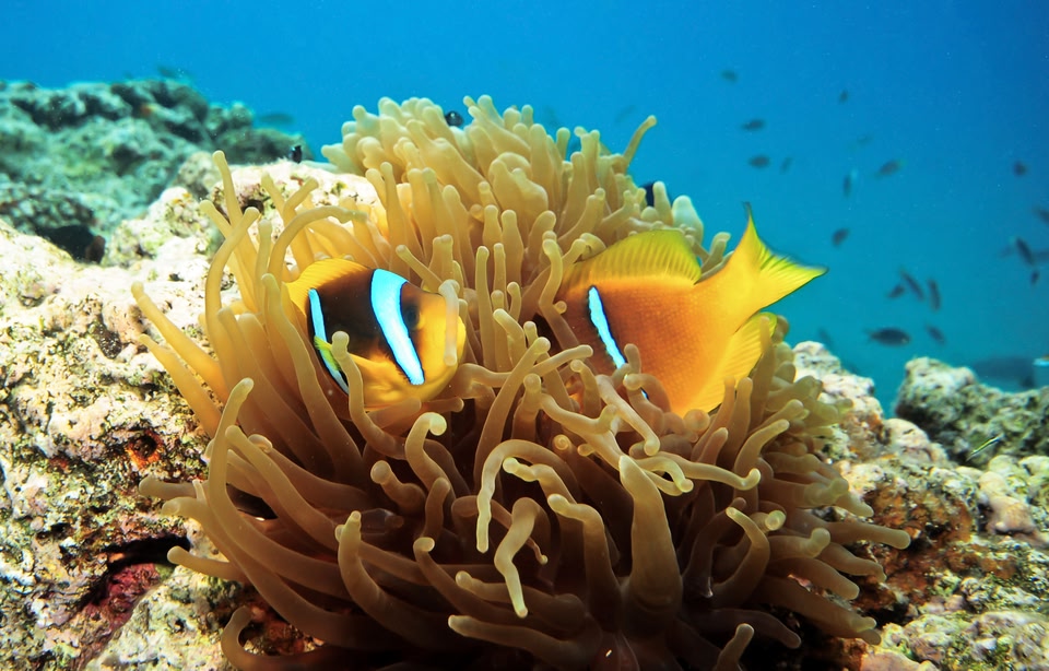 Clownfish burying in an anemone, a sight common while snorkelling off Koh Samui.