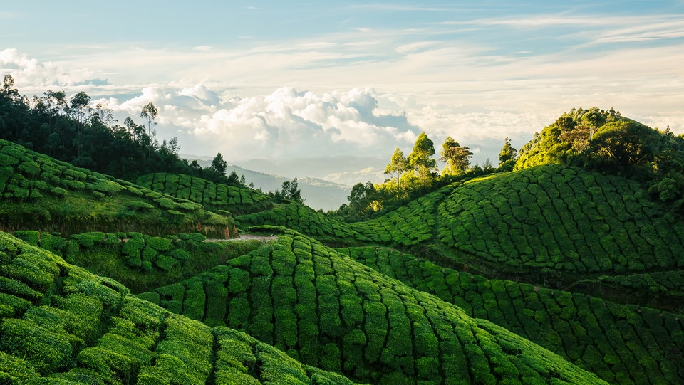 Image of green Kerala mountains