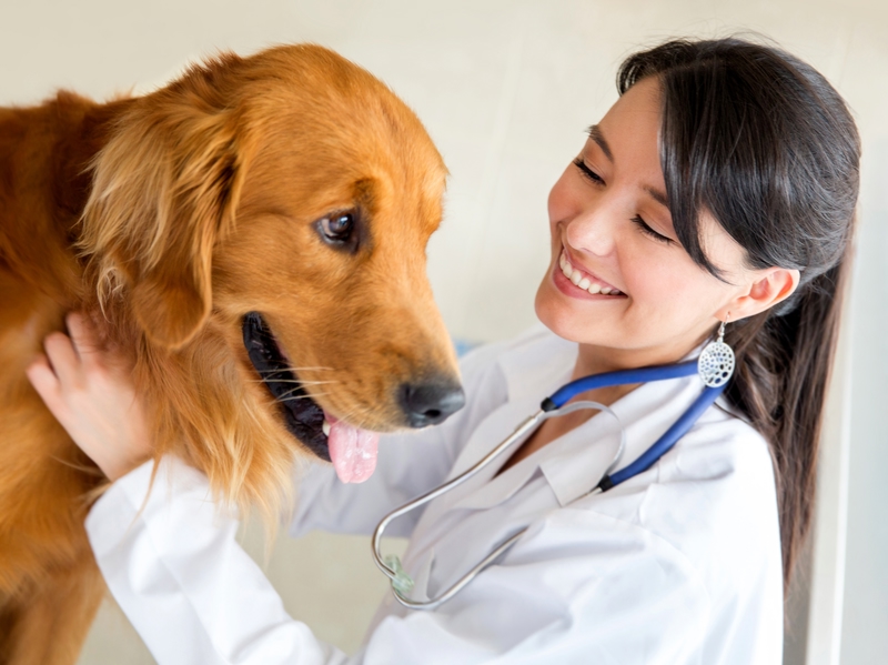 Autoreise mit Hund