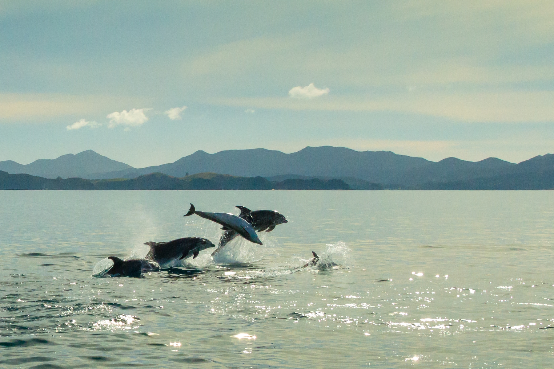 four dolphins jumping in the ocean with mountains in the background
