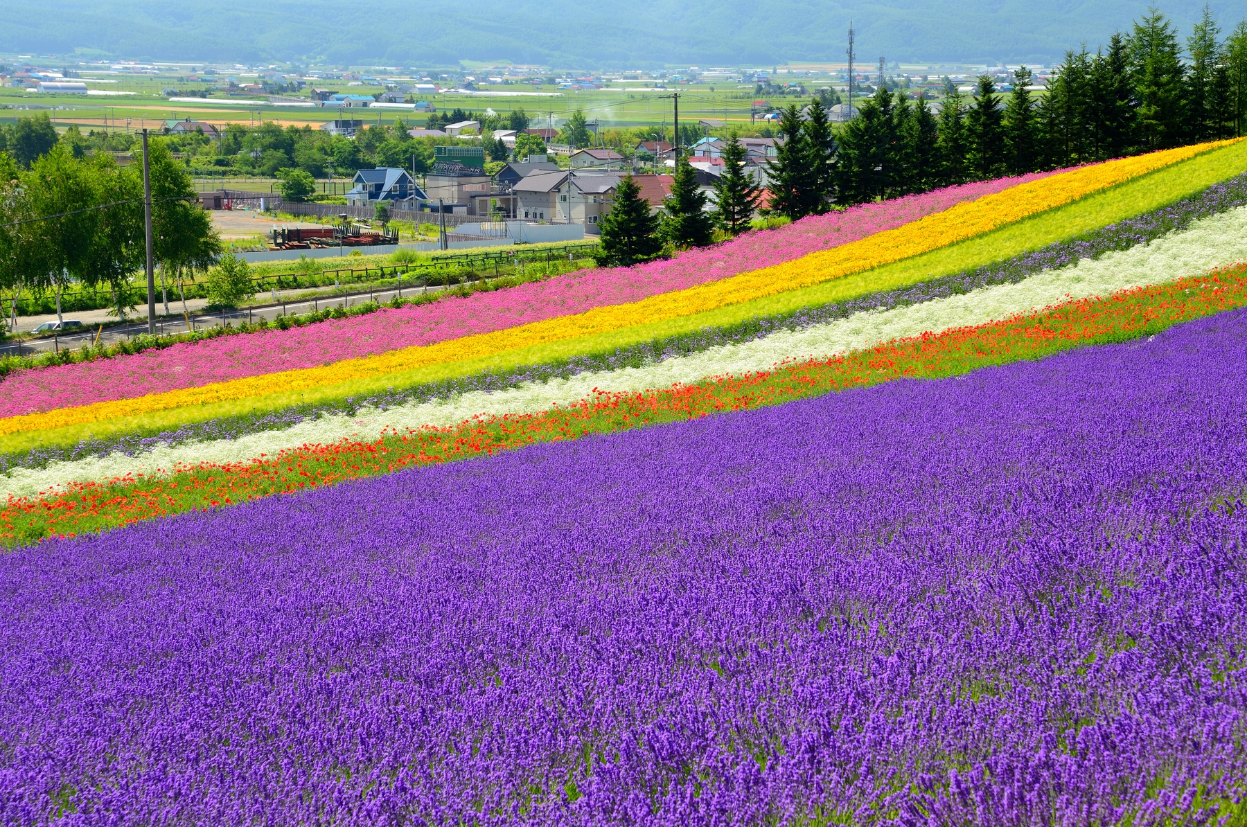 北海道 富良野 ラベンダー畑