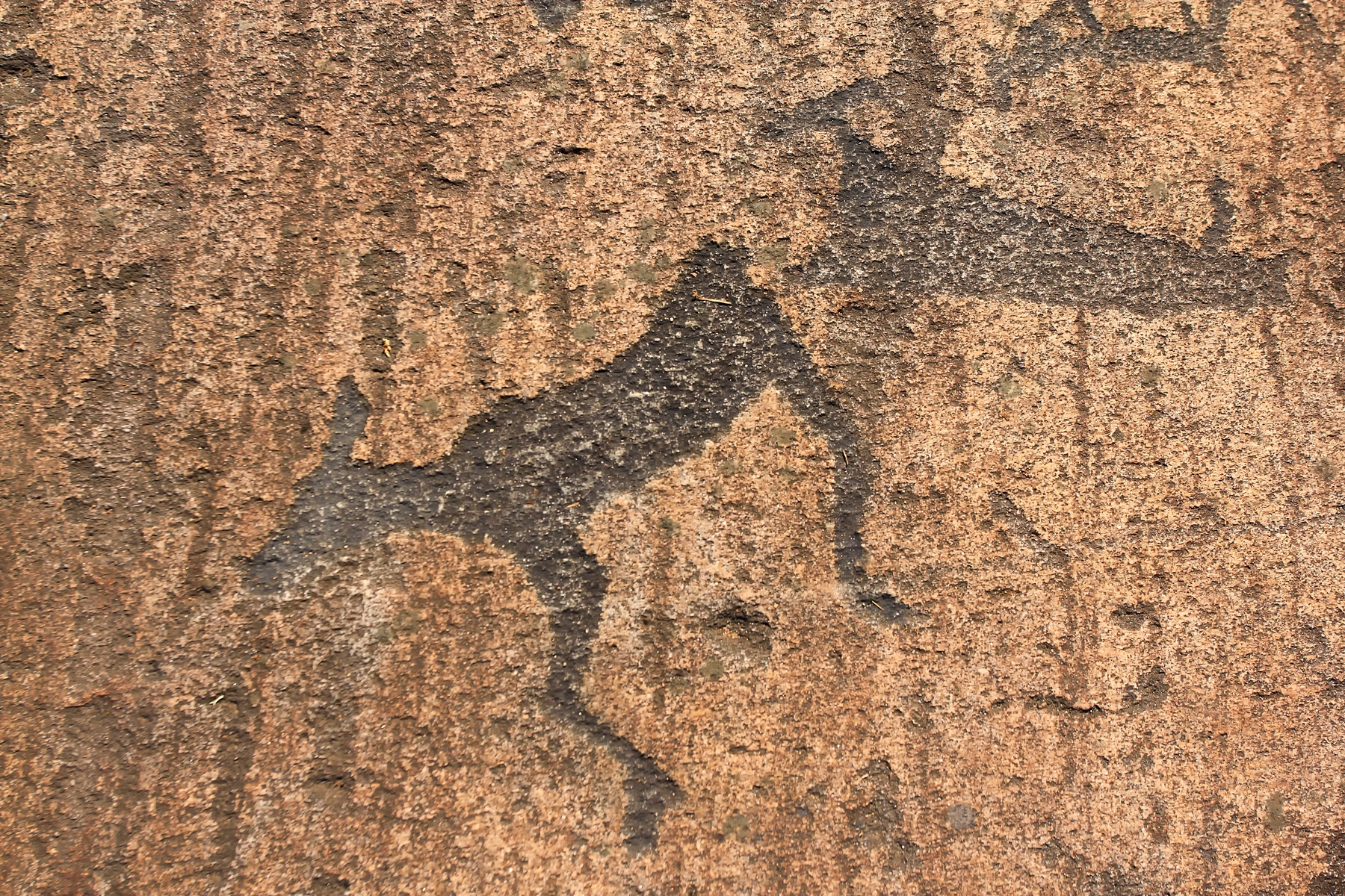 Что посмотреть в Карелии — Беломорские петроглифы