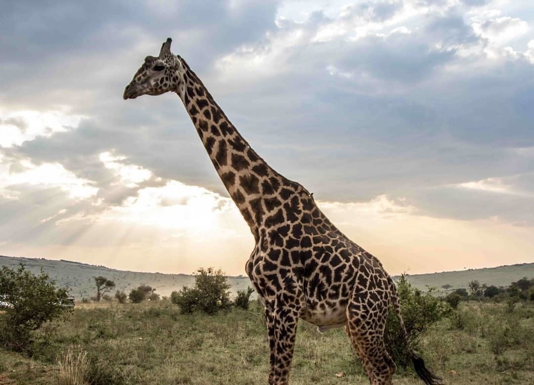 Bucket list destination: Kenyan safari