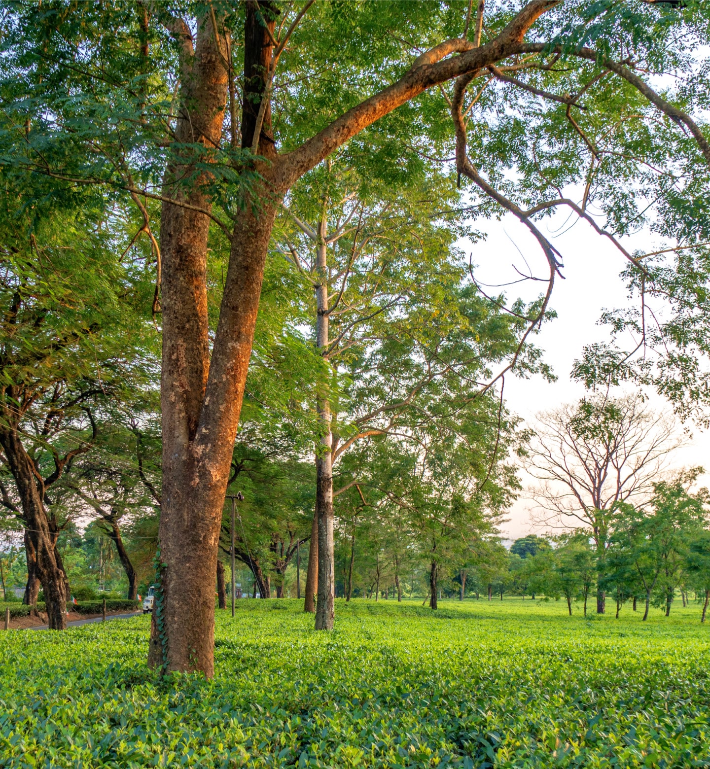 Tall trees rise above neat rows of tea plants bathed in soft evening light in Bagdogra.
