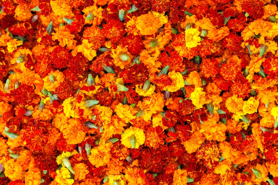 A close-up overhead view of a dense carpet of orange and red marigold blossoms with scattered green leaves at a flower market in Jaipur, India.