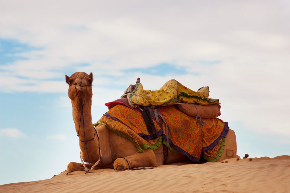 Camel and Thar Desert