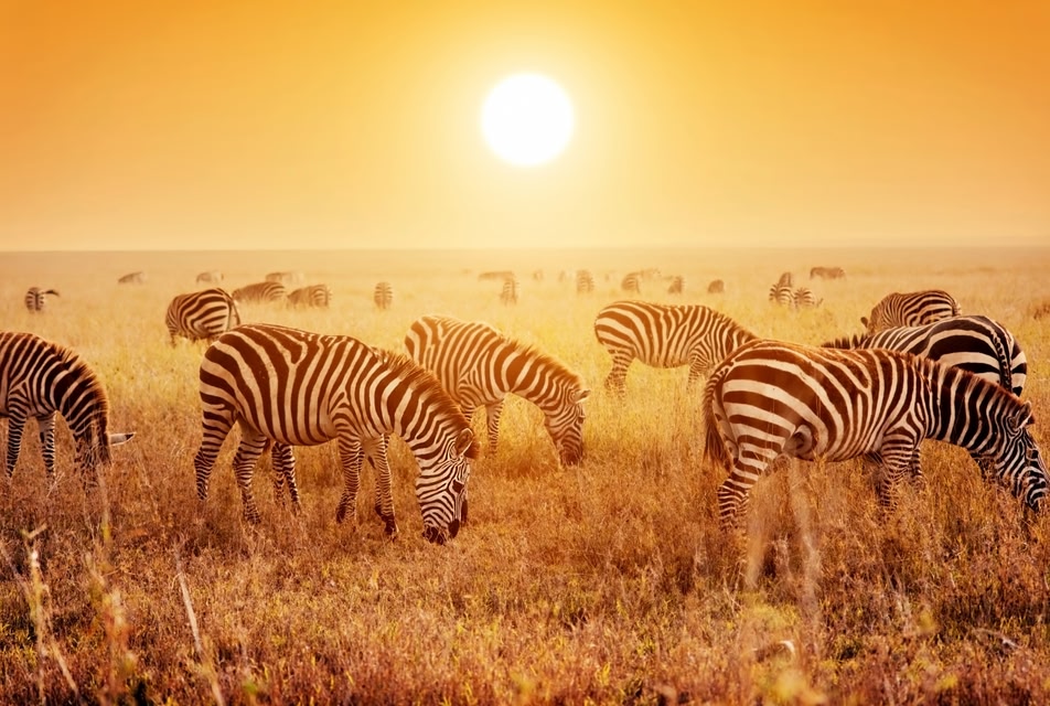 Die schönsten Nationalparks der Welt: Serengeti Nationalpark, Tansania