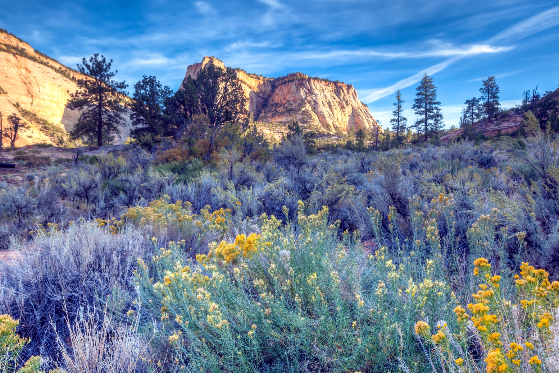 wildflowers in national park