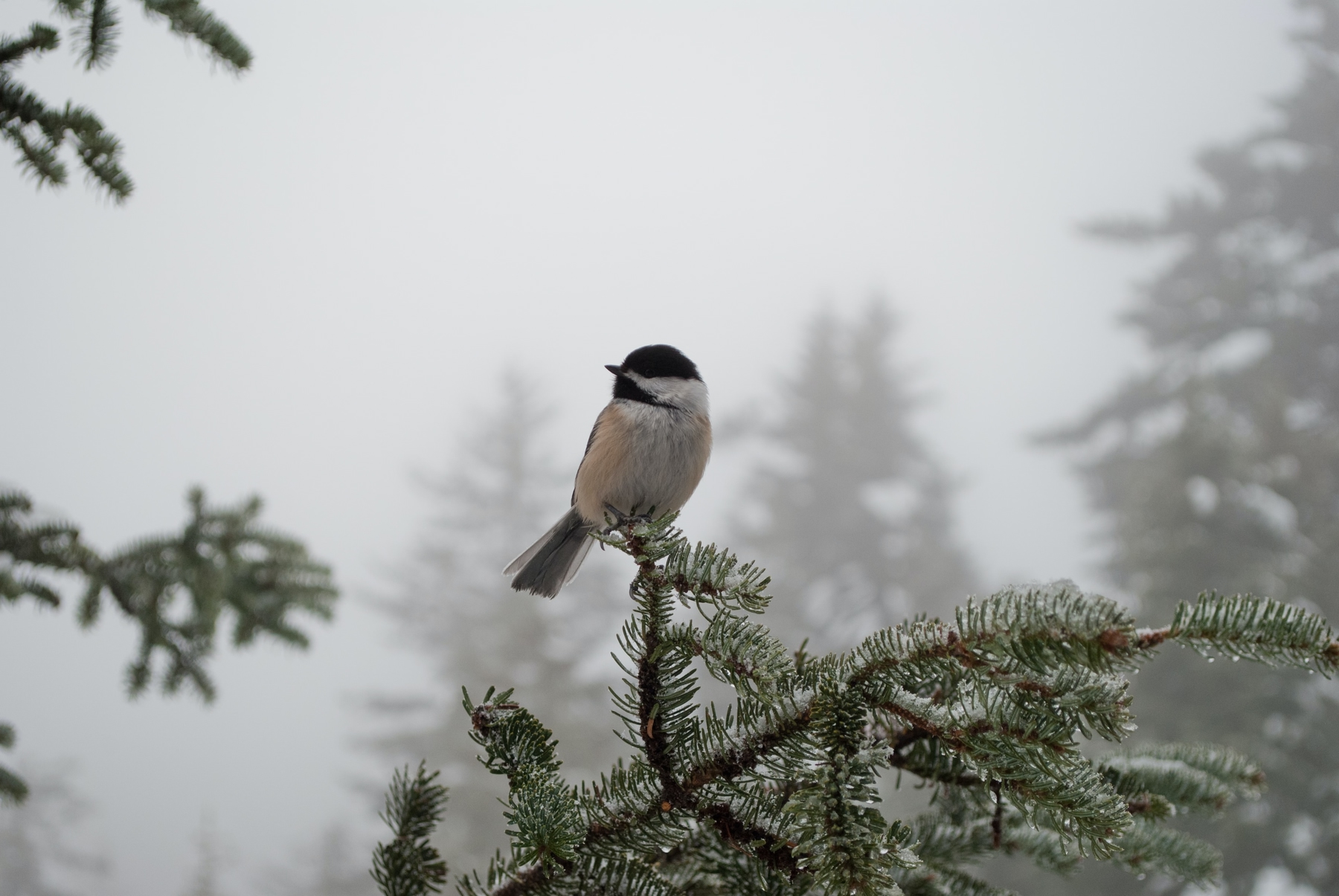 bird perched on a tree in the snow in Sutton, Quebec, one of the best hikes near Montreal