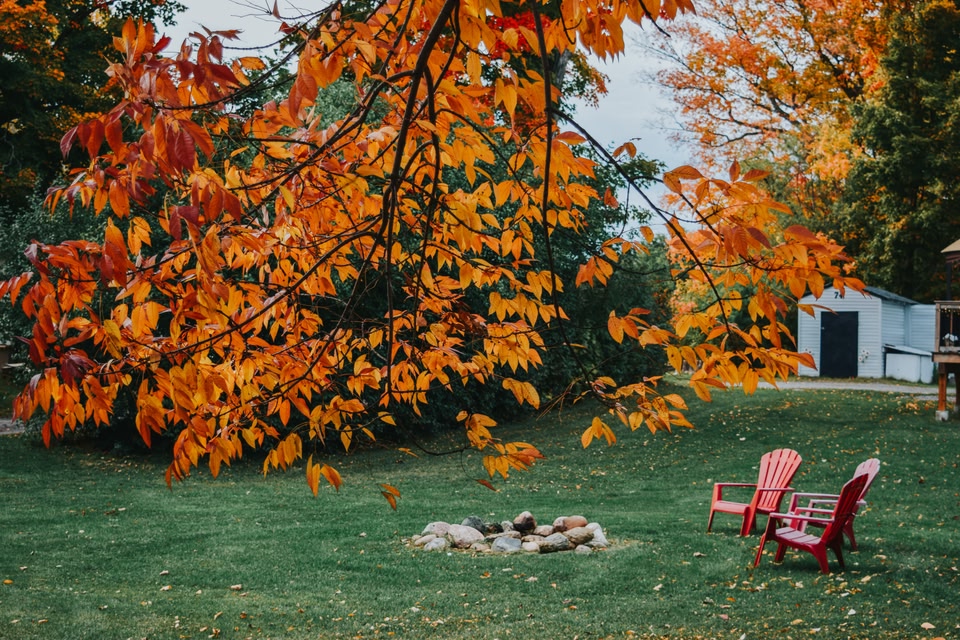 maple leaf tree in fall colours in front of a country house in Picton, Prince Edward County, Ontario.