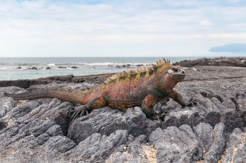 A wondrous creature in Galapagos