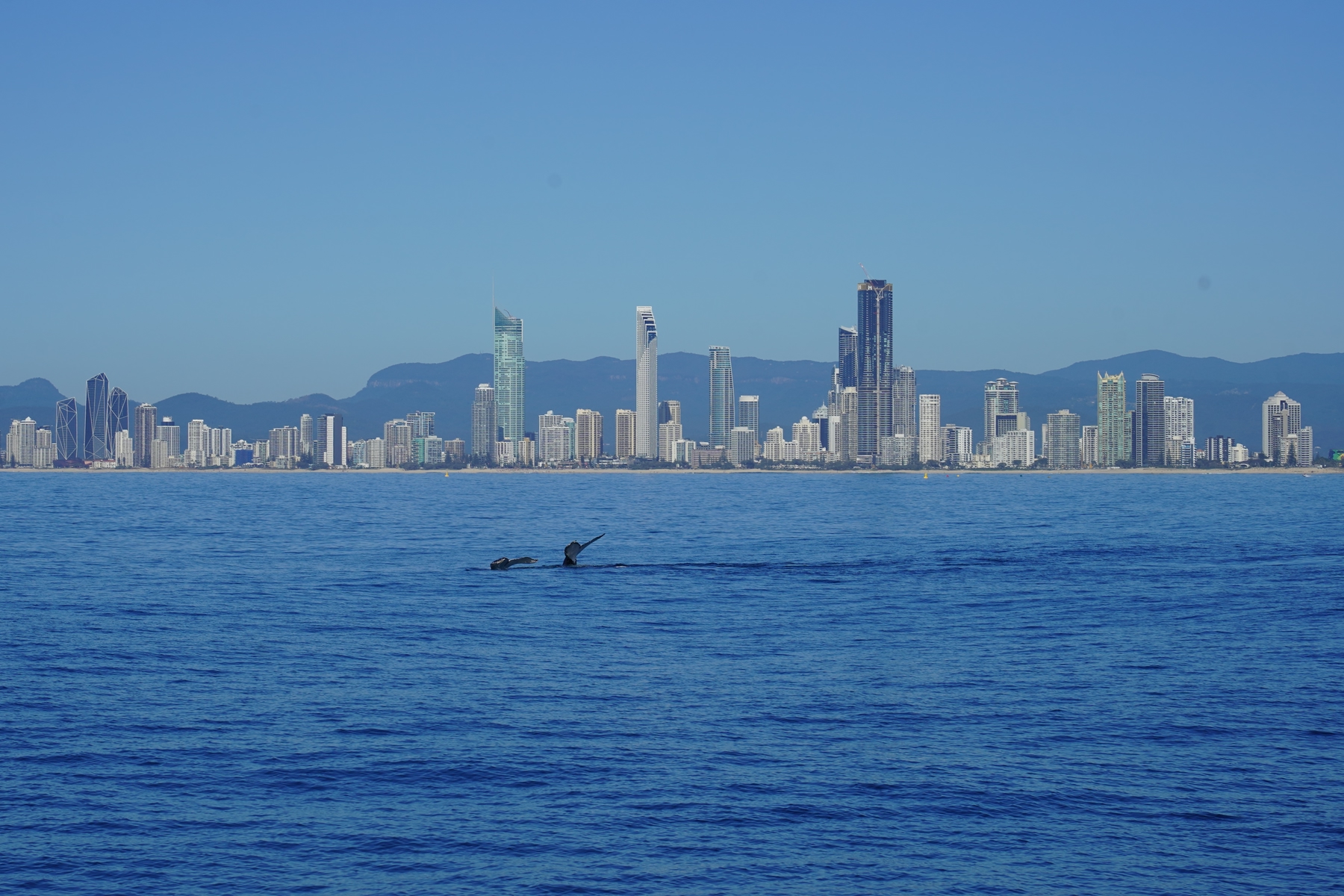 Two humpback whale tails in Gold Coast