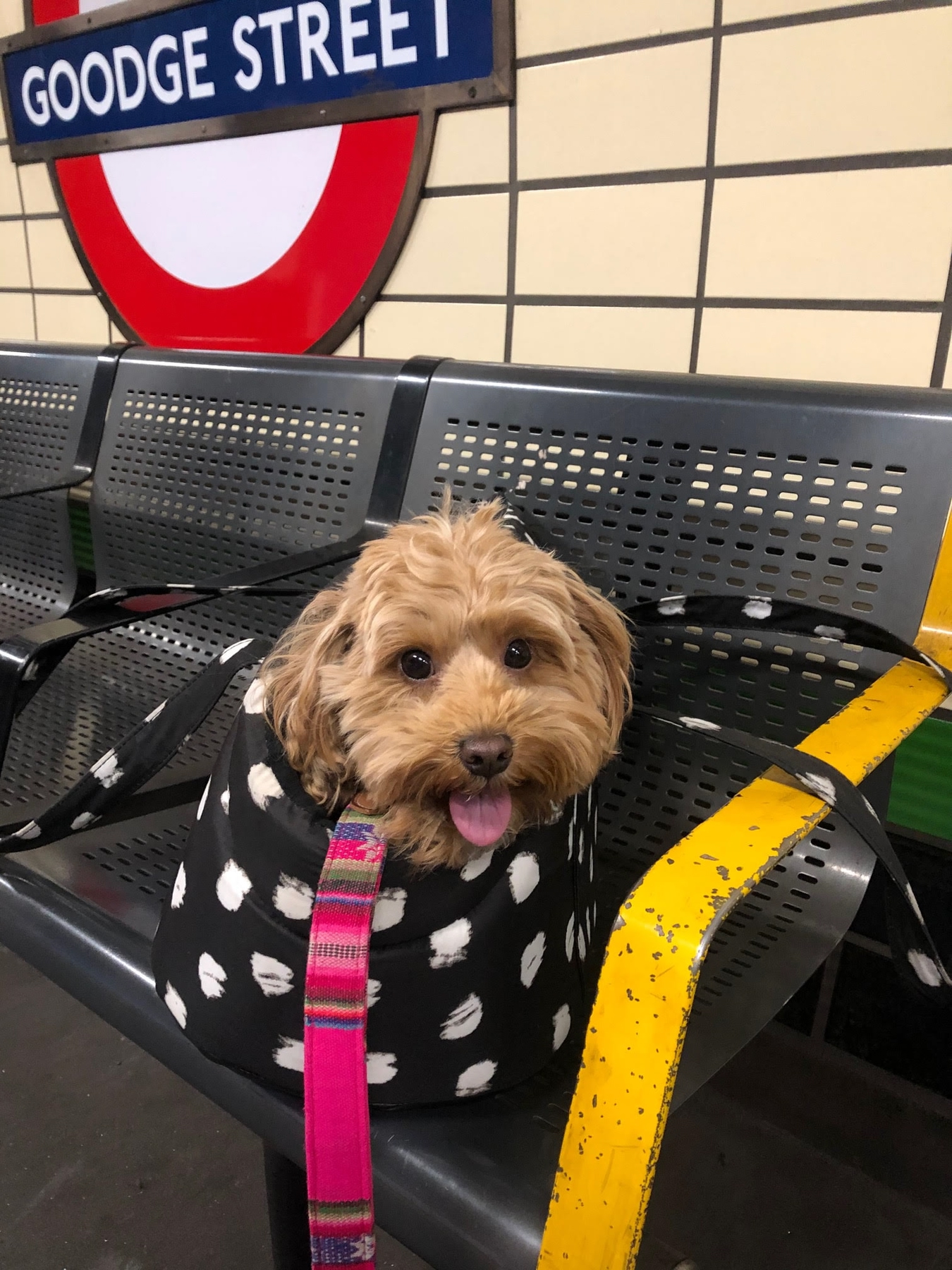 Travelling with your dog